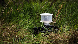 Mosquito Surveillance