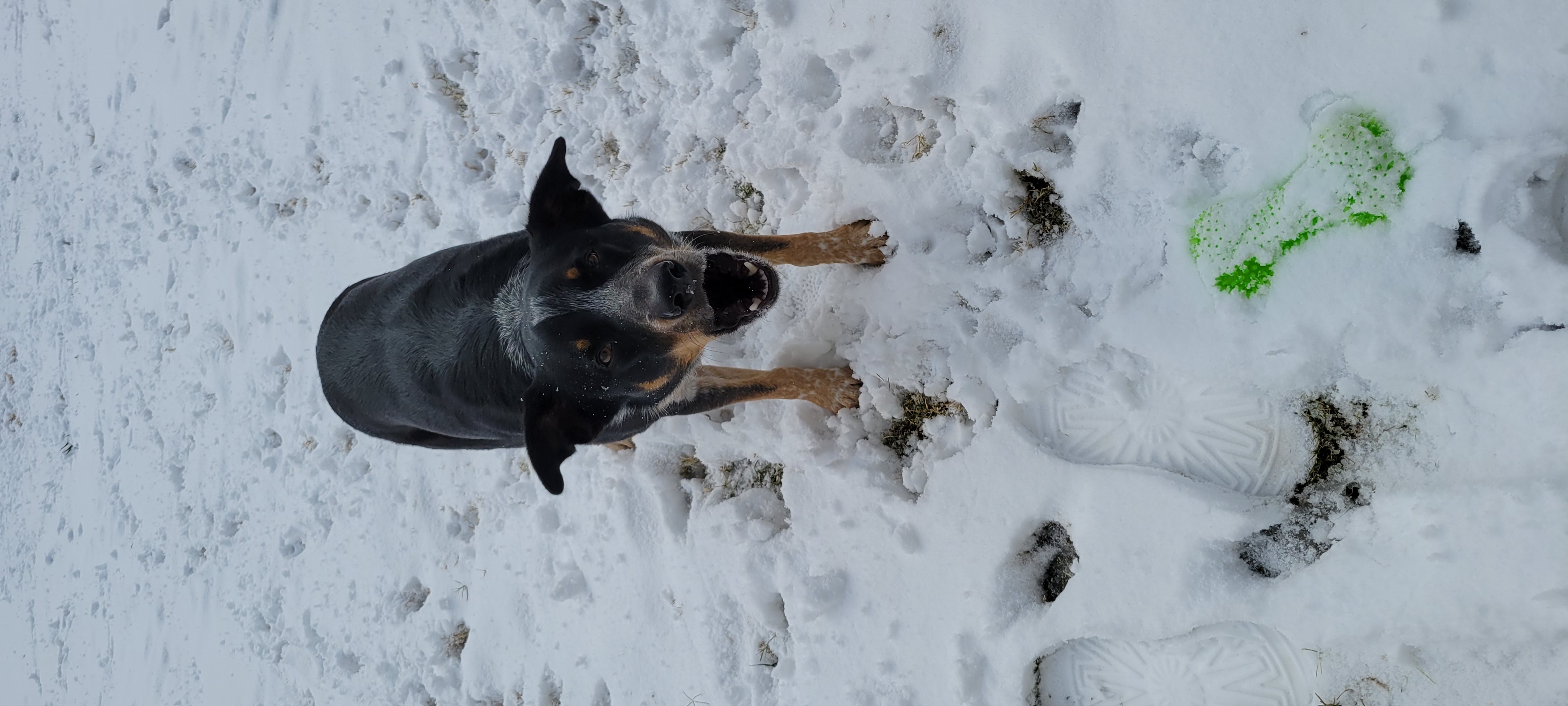 Scout in the snow
